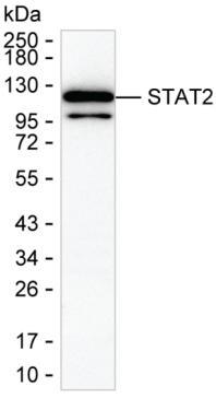 STAT2